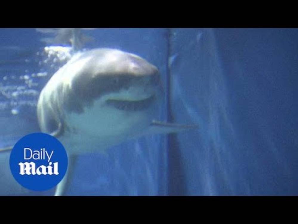 Here S Why You Ll Never See A Great White Shark In An