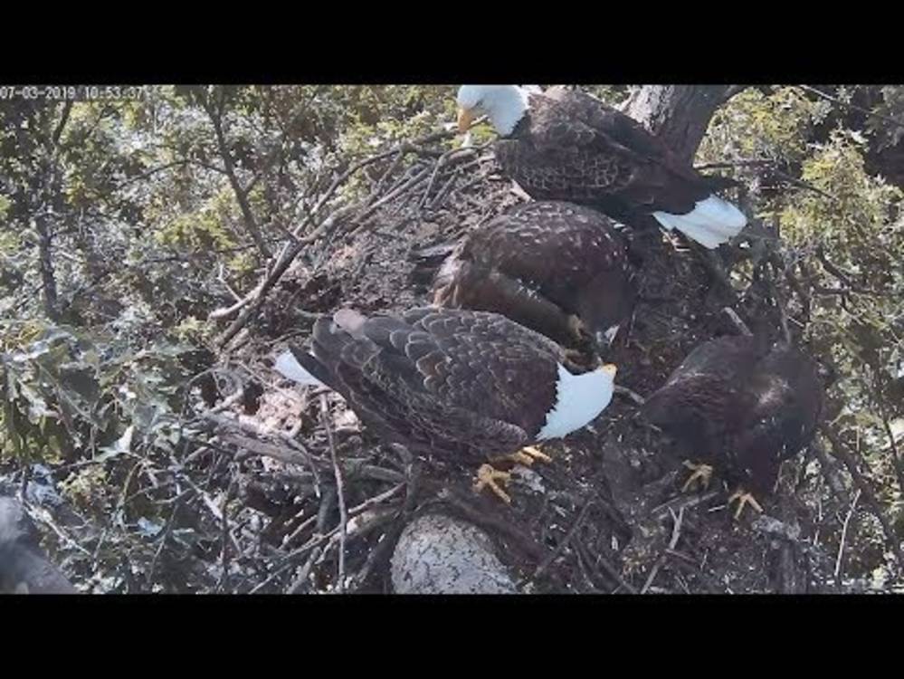 Live Streaming Bald Eagle Nest Webcam In Hanover Pa