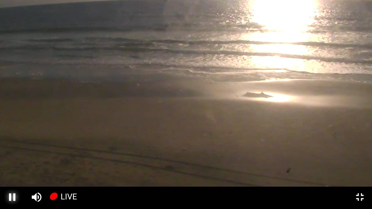 Live Streaming Refugio Tx Deer Feeder Webcam Hdontap Com