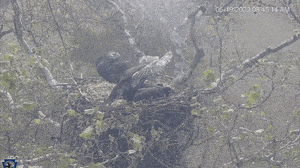 2a597d50b29e7780a8e8d4e834a6efe8