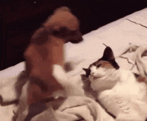 5dc84eb59fb31a0bcf9e5853683b90aa.gif