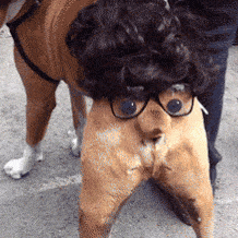 Hellodog.gif