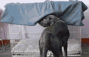 goodnight.gif
