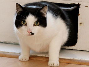 Cat Flap Captive Milo Beats Battle Of Bulge Uk News Express