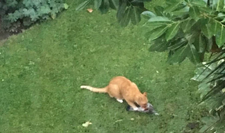 PUMA eats a cat in London garden 