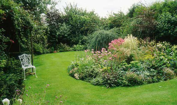 garden with lawn