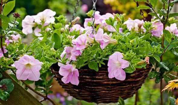 How To Plant Up A Hanging Basket With Colourful Trailing Plants