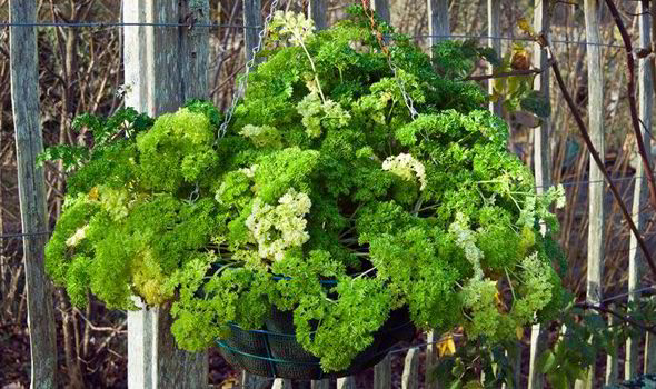 From Handy Harvesting To Good Drainage Herbs Flourish In Hanging