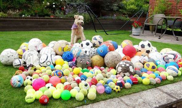 dogs with balls