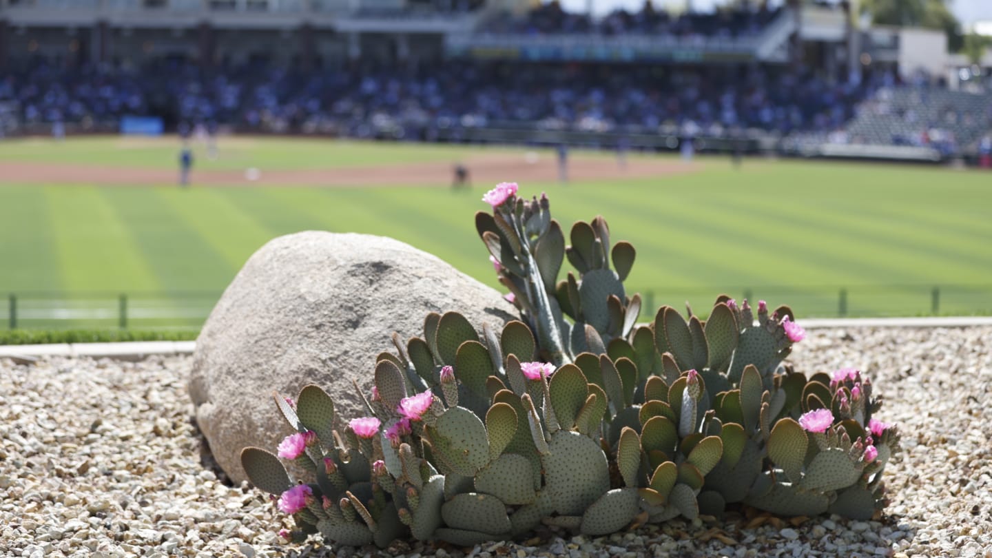 At Texas Rangers spring training, prospects lean on vets to set