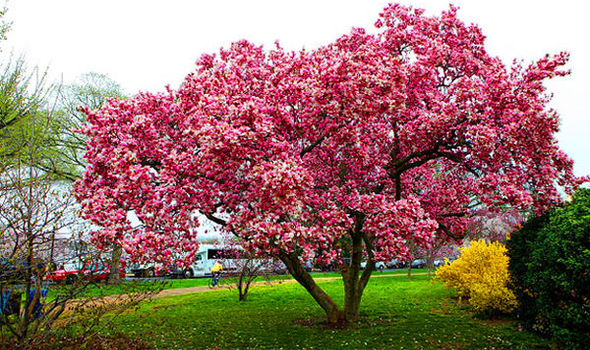 Six Of The Best Trees For Clay Soils Express Co Uk