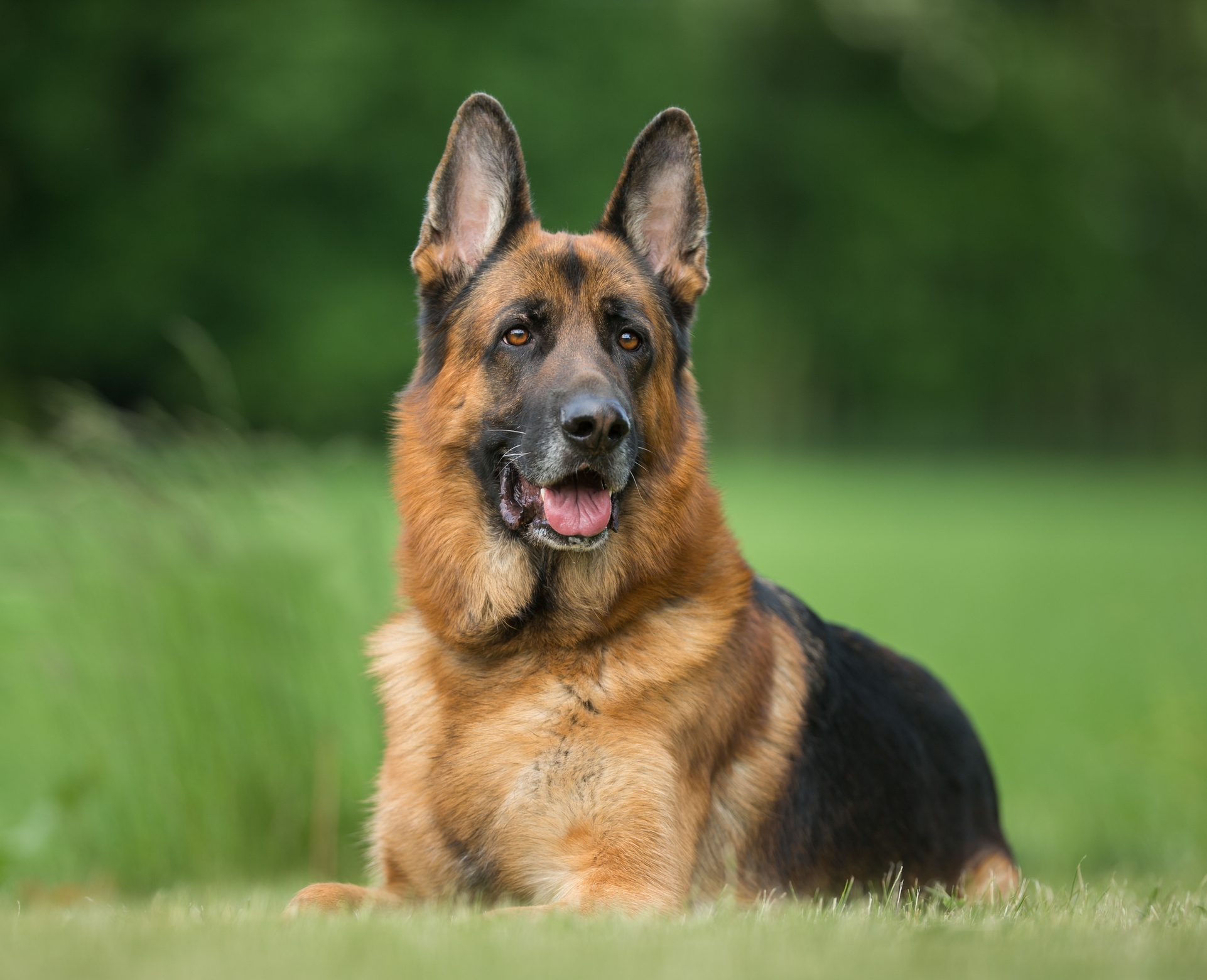 baby german shepherd