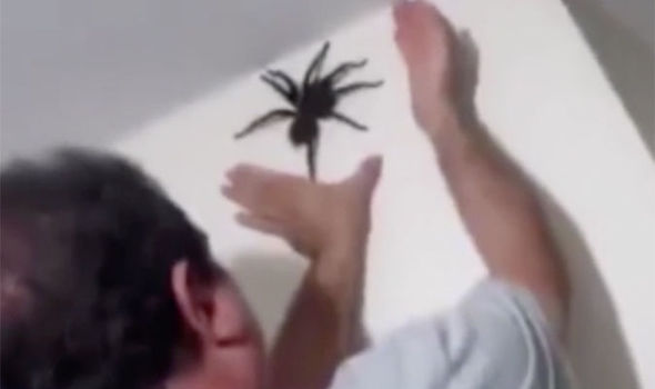 Video Shows Man Catching Massive Spider Using His Bare Hands