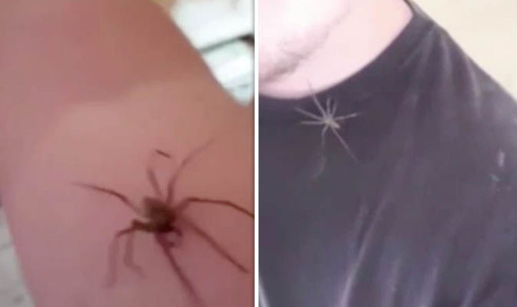 huge spider