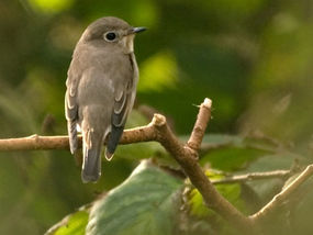 flycatcher uk