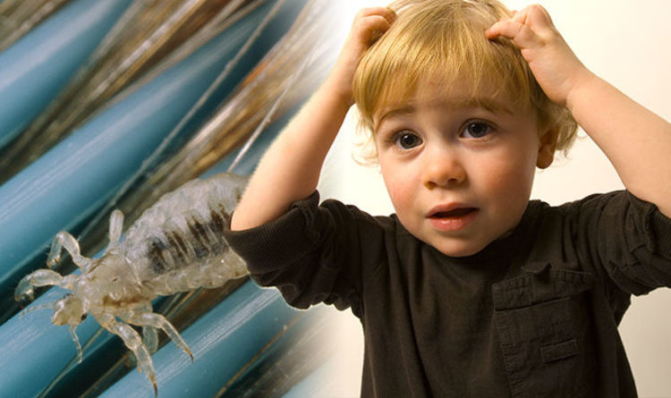 Head Lice Treatment How To Get Rid Of Eggs And Nits For Good