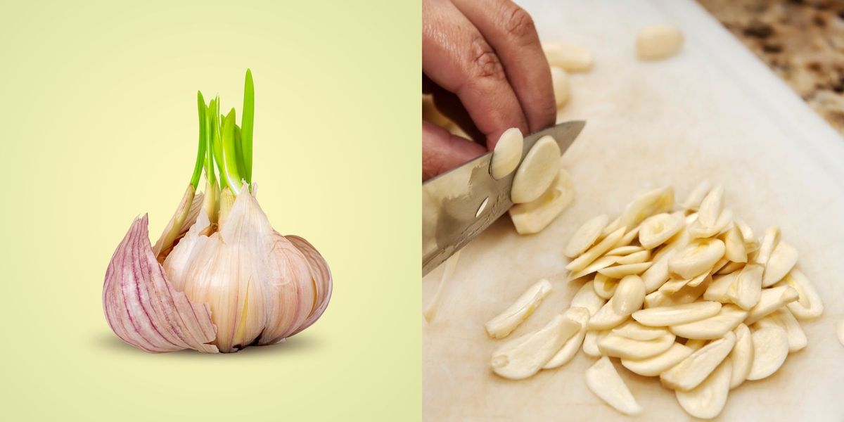 Can You Eat Garlic That Has Sprouted? - What To Do With Sprouted