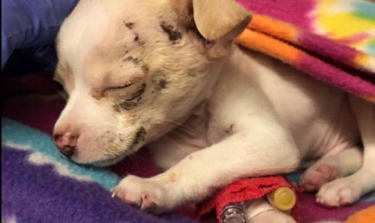 Puppy Survives Being Plucked From Ground By Hawk Mistaking Him For