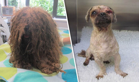 Vet Struck Off For Neglecting Dog Leaving It With Matted Fur And