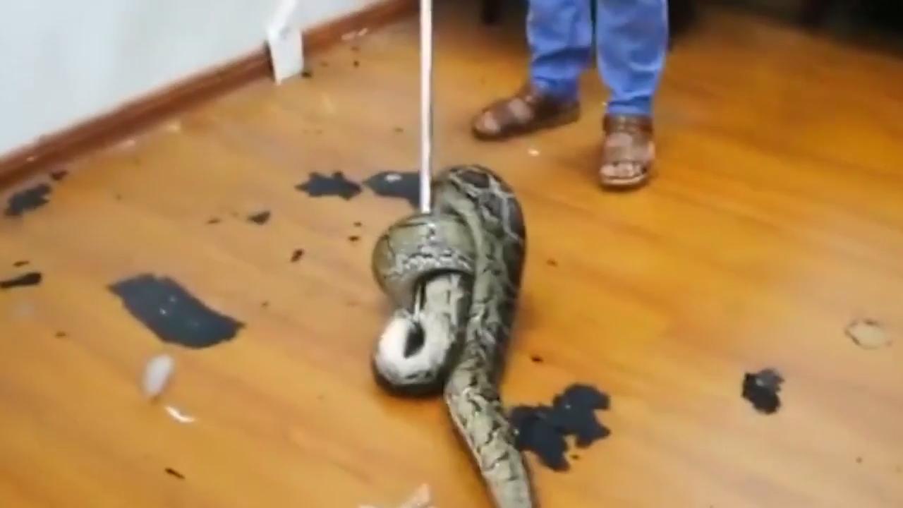 Snake Falls Through Ceiling During Staff Meeting In Chinese Bank