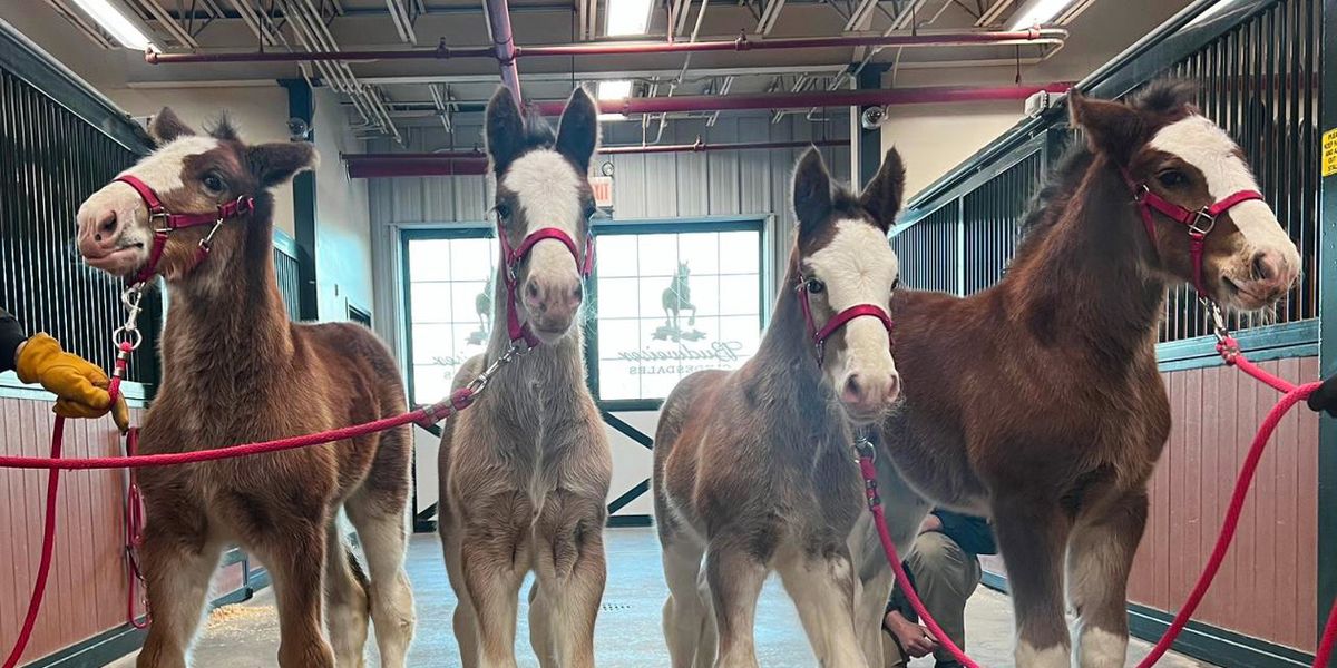 black baby clydesdale horses