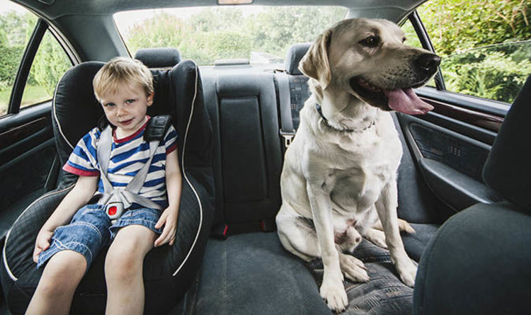 dogs travelling in cars law