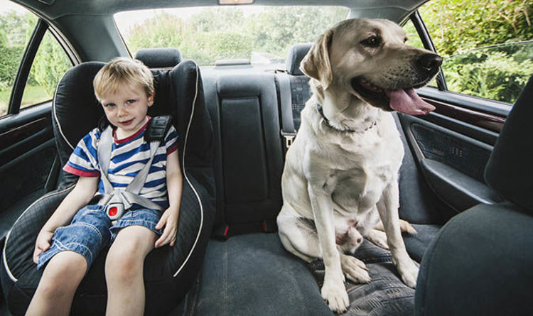 dog car boot restraint