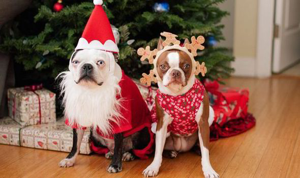 pet xmas jumpers