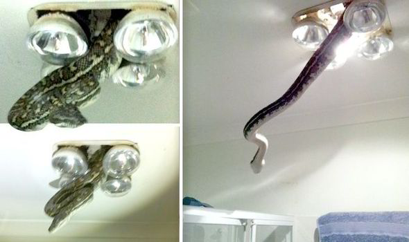 Snake Bursts Through Bathroom Light Fitting In Queensland