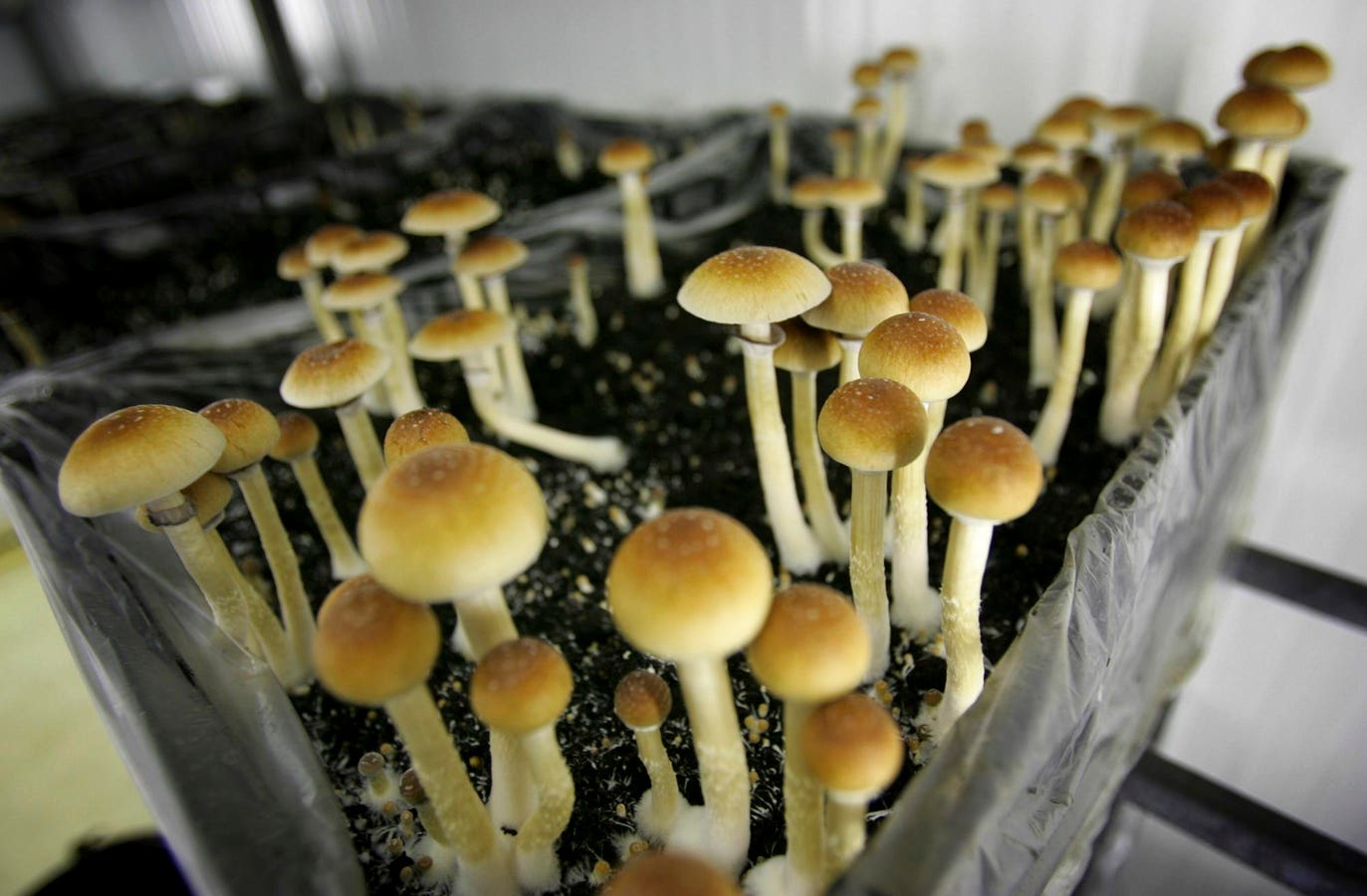 The Magic Of Growing Your Own Psilocybin Mushrooms