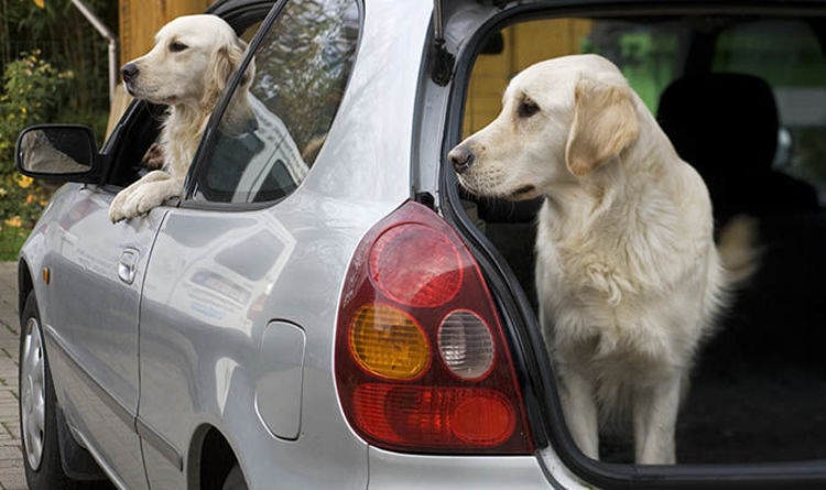 dog in boot of car