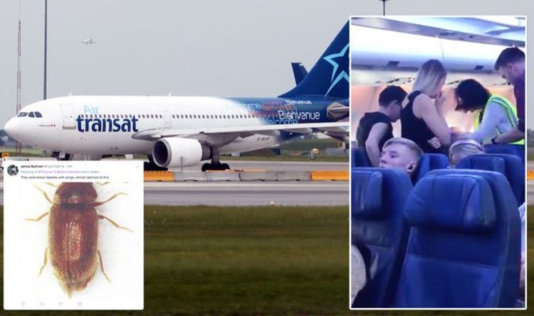 Flights Insects Fall From Plane Ceiling At Gatwick Airport In