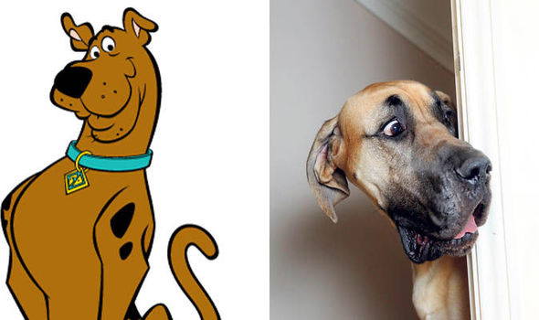 Real Life Scooby Doo Breed