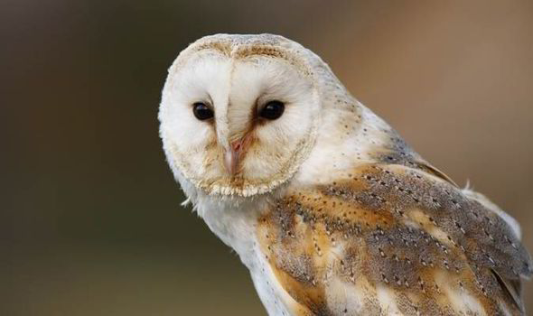 Barn Owls And Red Kites Under Threat From Bizarre New Law