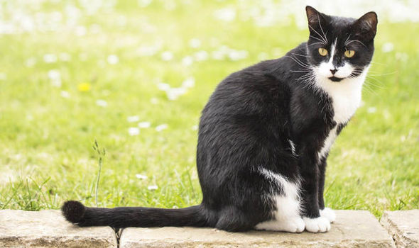 How Black And White Cats Could Help Prevent Health Defects