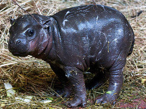 Cute Baby Hippo Gives Hope To Its Species Weird News Expresscouk