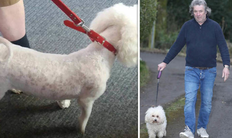 Dog Grooming Bichon Frise Shave Causes Parlour Row Uk News