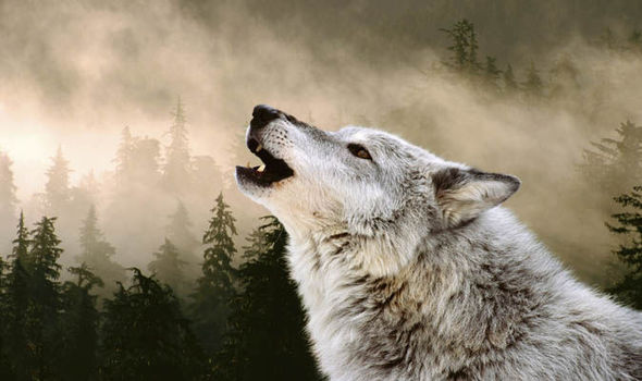 wolf howl car horn