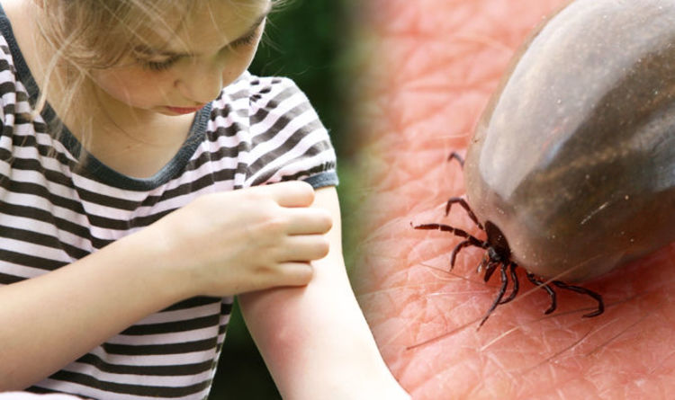 tick bites what does a tick bite look like shocking signs you got tick bites what does a tick bite look like shocking signs you got lyme disease express co uk