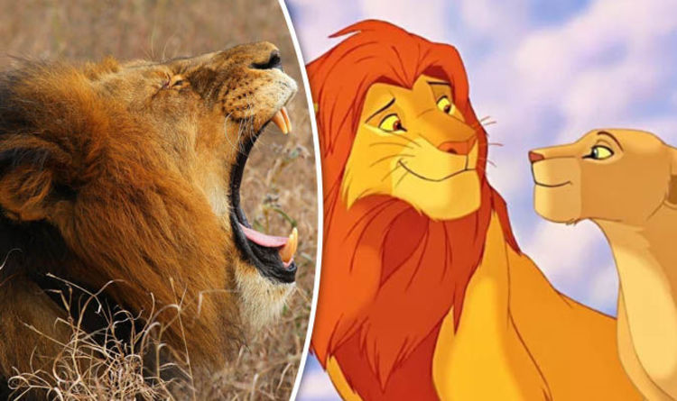 cartoon pics of lion and lioness