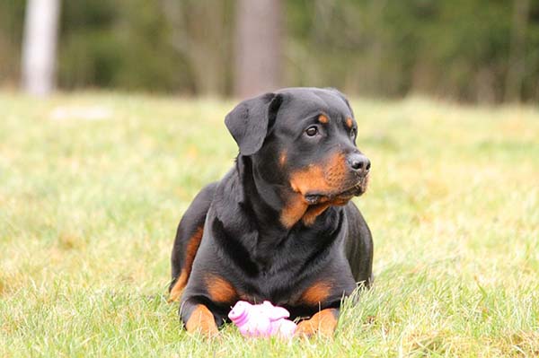 Parvovirosis En Perros Transmisión Síntomas Y Tratamiento