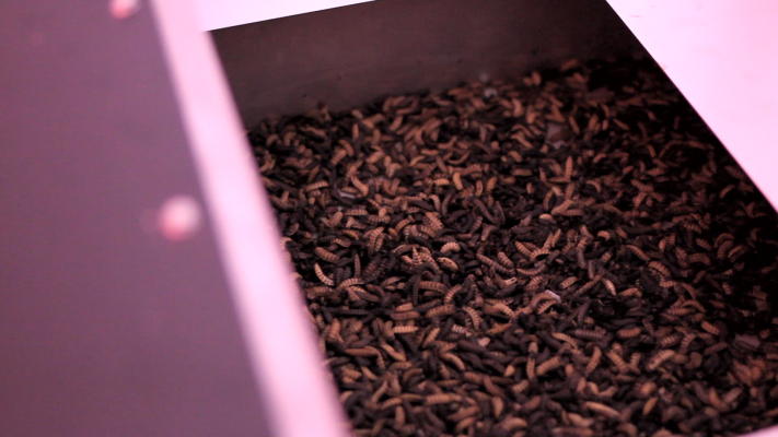 Entocycle Uses Larvae To Fuel A More Sustainable Food Chain Techcrunch - roblox exploit tears