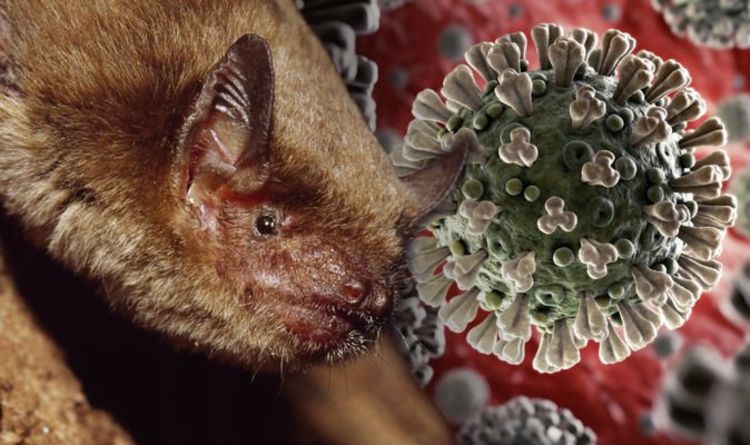 Coronavirus: Killer disease spread from bats to humans - and we are to  blame | Science | News | Express.co.uk