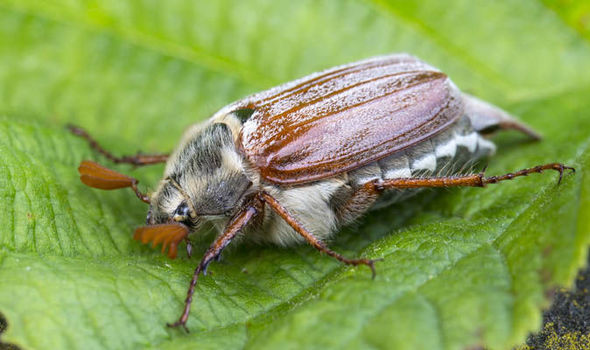 Brown Garden Beetles Uk Fasci Garden