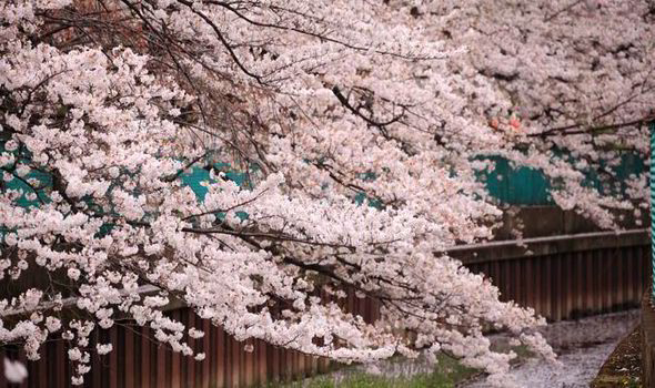 types-of-cherry-blossom-trees-uk