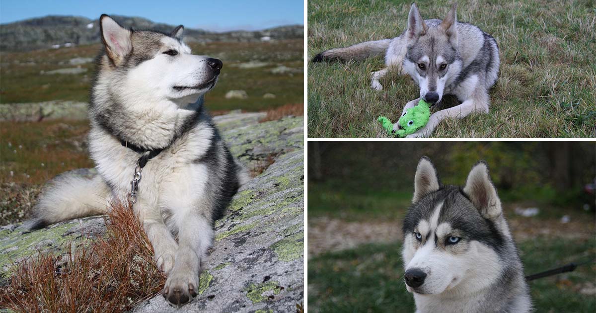 Razas de perros que parecen lobos | Notas de Mascotas