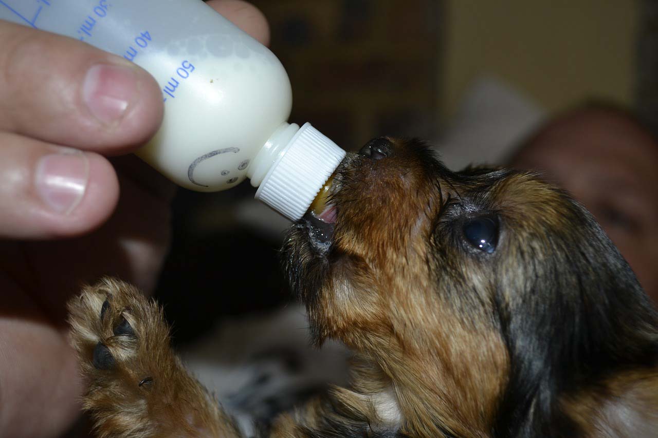 Como Cuidar Cachorros Recien Nacidos Con O Sin Madre