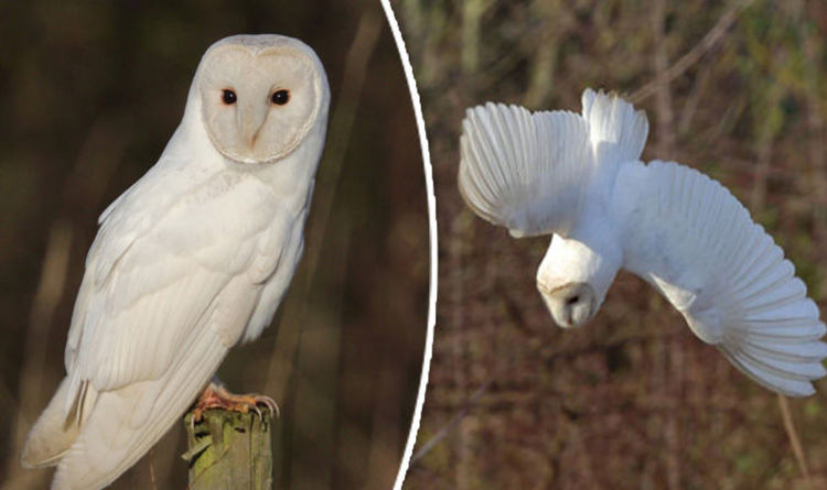 Springwatch Viewers In Awe Of A Barn Owl One Of The Best Birds In