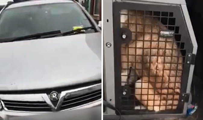 dog cage for car boot