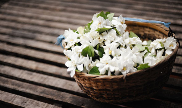 Alan Titchmarsh On Growing Jasmine In Your Garden Express - 